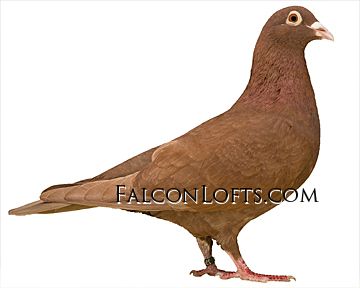 Recessive Red Racing Pigeons Racing Pigeon Lofts, Pigeon Pictures, Homing Pigeons, Pigeon Loft, Dove Pigeon, Racing Pigeons, Bird Species, Birdy, Silver Roses