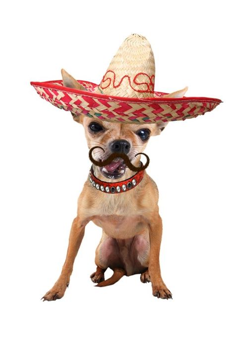 It's a Mexican Chihuahua :D Dog Stock Photo, Chihuahua Art, Cute Chihuahua, Chihuahua Love, Chihuahua Dogs, Dogs Puppy, Travel Trip, Dog Halloween, Dog Sitting