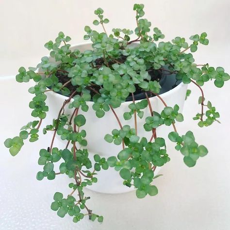 Pilea 'Aquamarine': How Much Water & Light Does it Need to Thrive? Pilea Plant, Chinese Money Plant, Plant Nutrients, Nutrient Deficiency, Growing Tips, Parts Of A Plant, Wild Plants, Plant Lighting, Pretty Plants