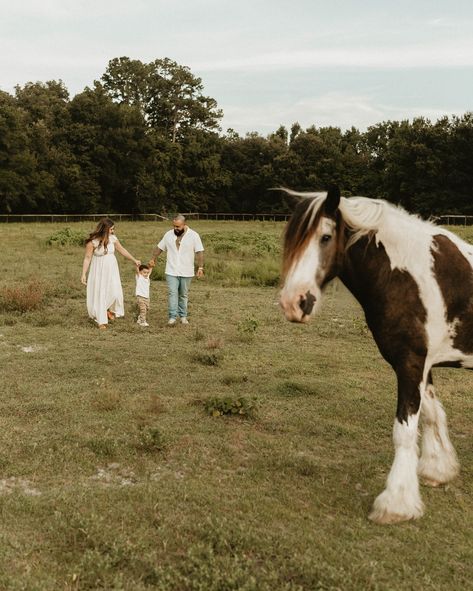 The dreamiest maternity session! Thank you @featheredgaits_horses for sharing your beautiful horses with us! 😍 #maternityphotography #maternityphotoshoot #pregnancy #ignitedmotherhood #motherhoodunplugged #horsephotoshoot #authenticlovemag #gpresets #unscriptedposingapp #tampaphotographer #flphotographer #stpetephotographer Maternity Photo Shoot, Pregnancy Shoot, Maternity Session, Pregnancy Photoshoot, Your Beautiful, Beautiful Horses, Pregnancy Photos, Maternity Photography, Photo Shoot