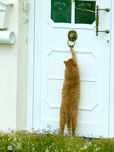 Cat knocking on door Orange Cats, Ginger Cats, Orange Cat, Cats Meow, Crazy Cat Lady, Beautiful Cats, 귀여운 동물, Animals Friends, Crazy Cats