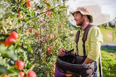 Ardrossan Orchards’s Instagram photo: “Farm Workers Wanted! We have farm work opportunities available on our apple & berry farm in Batlow now. We are offering short or longer…” Photo Farm, Apple Berry, Farm Workers, Farm Work, Berry Farm, Work Opportunities, Apple Orchard, Pretty People, Berry