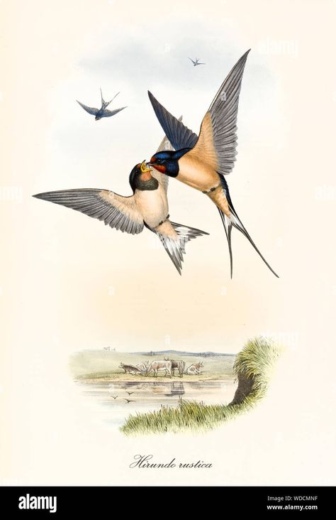 Swallow Bird Tattoos, John Gould, Barn Swallow, Foto Transfer, Swallow Bird, Hanging Artwork, Australian Birds, Bird Illustration, Pretty Birds