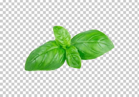 Basil Illustration, Burning Bay Leaves, Basil Herb, Leaf Vegetable, Teal Sofa, Basil Leaf, Thai Basil, Fruit Photography, Holy Basil