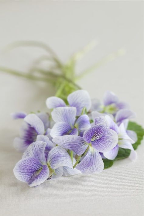 “Forgiveness is the fragrance that the violet sheds on the heel that has crushed it.” - Mark Twain Sweet Violets, Violet Flower, African Violets, Edible Flowers, Purple And White, Beautiful Blooms, Belleza Natural, Lily Of The Valley, Love Flowers