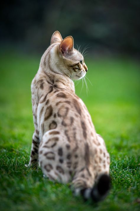 A Snow Bengal cat sitting in the grass Cats Sitting Together, Snow Bengal Cat, White Bengal Cat, Snow Bengal, Cat Bengal, Cats Sitting, Asian Leopard Cat, Bengal Cats, Cat Photography