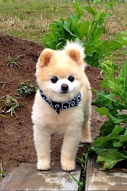 Pomeranian Haircut, Puppy Husky, Baby Pomeranian, Pomeranian Breed, Puppy Accessories, Dog Cuts, Airedale Terrier, Pomeranian Dog, Pomeranian Puppy