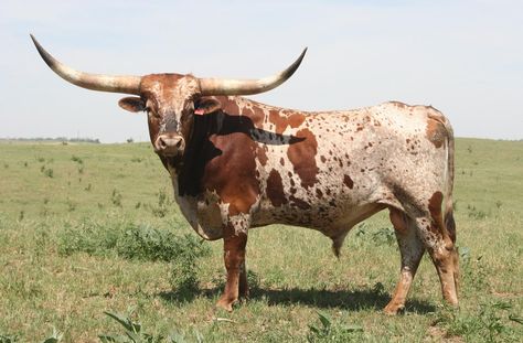 Home Longhorn Cattle Photography, Texas Longhorn Cattle, Nguni Cattle, Cowboy Lifestyle, Long Horns, Longhorn Bull, Big Valley, Longhorn Steer, Longhorn Cattle