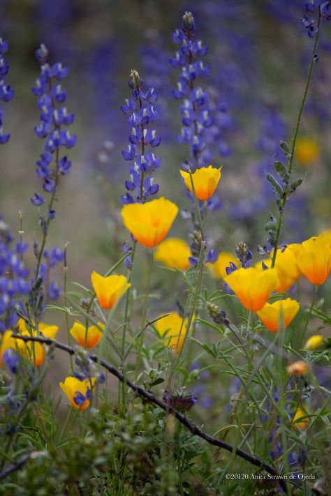 Desert Wildflowers Arizona, Flowers Perspective, Arizona Flowers, Desert Homestead, Desert Images, Desert Inspo, Arizona Wildflowers, Desert Tattoo, Wild Oats