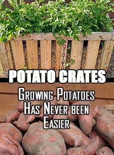 Potato Crates – How To Grow Your Best Potato / Sweet Potato Crop Ever! If you are looking for a simple, inexpensive, and labor-free way to grow potatoes, then potato crates are the answer! Potatoes Planting, Gardening Potatoes, Potato Planter, Grow Potatoes In Container, Potato Tower, Container Potatoes, Potato Gardening, Potato Planters, Grow Potatoes