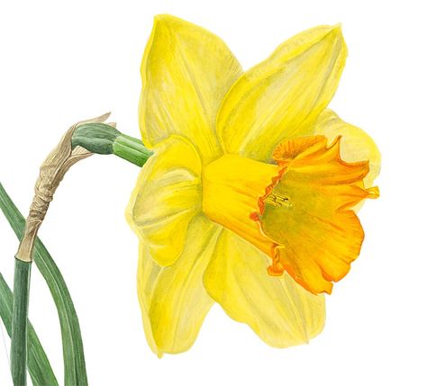 - watercolor by Anna Mason Anna Mason, Botanisk Illustration, Daffodil Flower, Watercolor Flower Art, 수채화 그림, Watercolor Flowers Paintings, Botanical Painting, Botanical Watercolor, Botanical Drawings