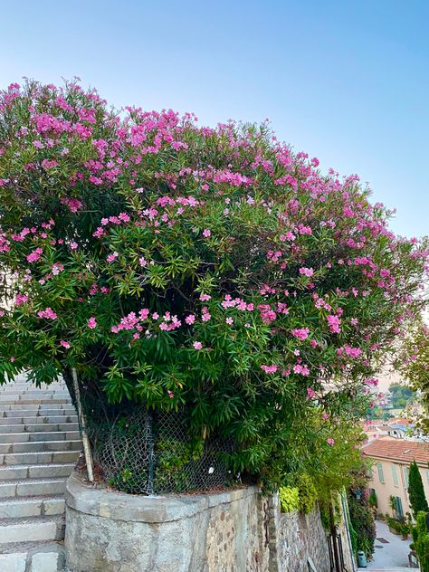 Big Bush, Flower Bush, Forest Garden, South Of France, Dream Garden, Amazing Flowers, Pink Flower, Pink Flowers, Forest