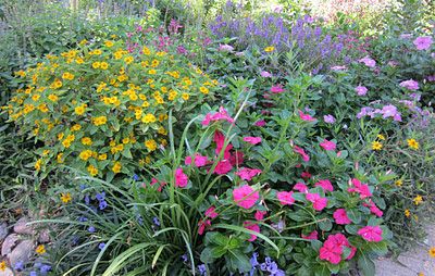 Backyard Landscaping Texas, Landscaping Texas, Blackfoot Daisy, Hyacinth Bean Vine, Texas Landscaping, Texas Plants, Texas Native Plants, Texas Garden, Texas Landscape