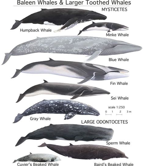 The Crashing Edge: Current Waves of Central Coast Science Whale Types, Whale Chart, Beaked Whale, Types Of Whales, Whale Species, Fish Types, Fin Whale, Minke Whale, Baleen Whales