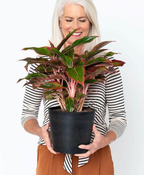 Aglaonema 101: How to Care for Aglaonemas | Bloomscape Aglaonema Plant Care, Aglaonema Plant, Red Aglaonema, Online Plant Shop, Fall Container Plants, Chinese Evergreen Plant, Indoor Tropical Plants, Repotting Orchids, Plant Care Guide