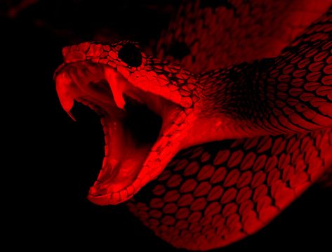 Viper Snake Aesthetic, Snake Venom Aesthetic, Snake Red Aesthetic, Red Snake Aesthetic, Green Snake Aesthetic, Viper Aesthetic, Misandry Aesthetic, Serpent Aesthetic, Snake Pfp