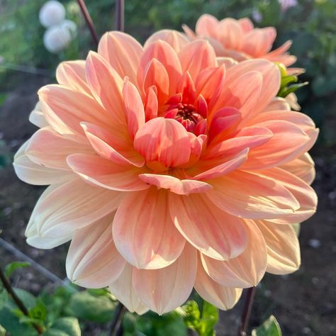 Apricot Desire dahlia #apricotdesiredahlia #apricotdesiredahlias #dahliaapricotdesire #dahlialove#dahliagarden #dahlia #dahlias#dahliasofinstagram Daliah Flower, Dahlia Photography, Dahlia Bouquet, Dahlia Flowers, Awesome Tattoos, Reference Pictures, Dahlia Flower, August 12, Reference Images