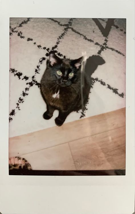 #cats #blackcat #pets #polaroid #mood #analog Black Cat Polaroid, Cat Polaroid Pictures, Cat Polaroid, Polaroid Pictures, Cat Wallpaper, Instax Mini, Cat Pics, Black Cat, Wallpapers