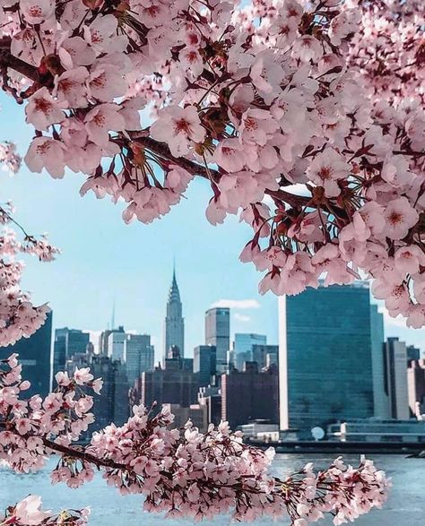 New York City Spring, Spring Nyc, New York City Aesthetic, New York Wallpaper, Spring In New York, Nyc Aesthetic, New York Spring, New York Life, Spring Landscape