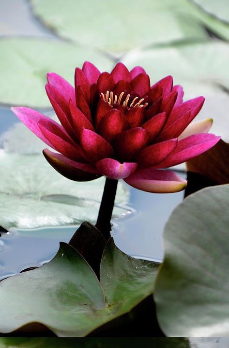 Red Water Lily, Aquatic Flowers, Nymphaea Lotus, Bridges Photography, White Water Lily, Lotus Flower Wallpaper, Tattoo Lotus, Lily Lotus, Flowers Gardening