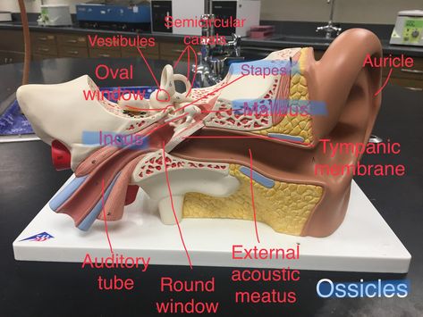 Ear Model Anatomy, Anatomy Models Labeled, Anatomy Labeled, Surgical Technologist Student, Anatomy Diagrams, Anatomy Lab, Human Anatomy Model, Biology Diagrams, Basic Anatomy