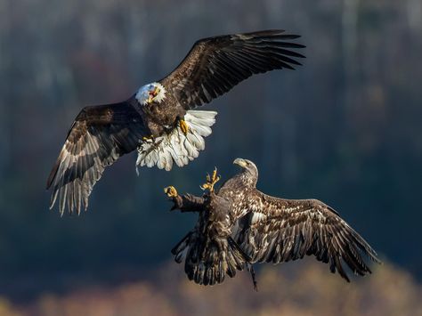 39 Photos of Animals in Action Nat Geo Photography, Juvenile Bald Eagle, National Geographic Animals, Wild Photography, Action Photography, Outdoor Photographer, Nature Photographer, Nat Geo, Wildlife Photos