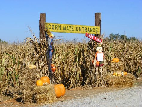 Corn Maze Entrance, Haunted Corn Maze Ideas, Maze Entrance, Pumpkin Patch Business, Festival Entrance, Maze Ideas, Haunted Corn Maze, Pumpkin Patch Corn Maze, Corn Festival