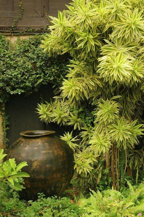 Dracena Plant, Small Tropical Gardens, Tropical Landscape Design, Balinese Garden, Garden Tropical, Cheap Garden, Tropical Garden Design, Tropical Backyard, Garden Vines