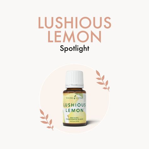 Lemon Myrtle Essential Oil, Myrtle Essential Oil, Lemon Seeds, Laundry Scent Boosters, Laundry Scents, Lemon Essential Oil, Spring Scents, Lemon Myrtle, Roll On Bottles