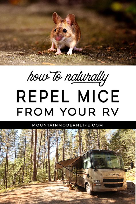 Looking for Mouse Trap Alternatives? How To Keep Mice Out Of Rv, Keeping Mice Out Of Campers, Keep Mice Out Of Camper, Rv Restoration, Retro Caravans, Rv Design, Motorhome Remodel, Travel Trailer Living, Rv Camping Checklist