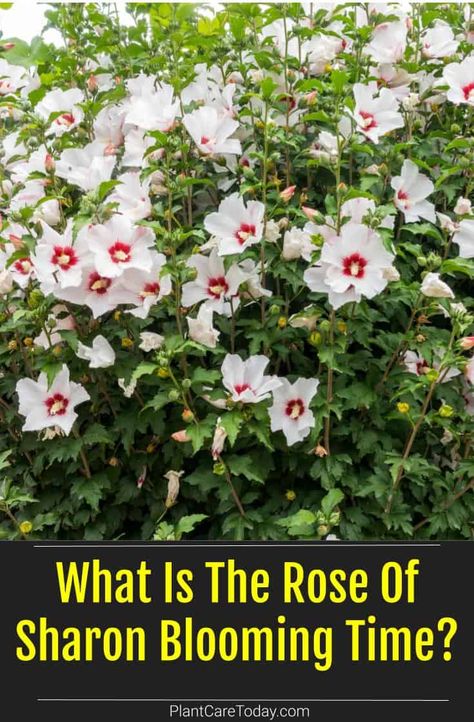 Purple Pillar Rose Of Sharon, Rose Of Sharon Bush In Landscaping, Roses Of Sharon, Rose Of Sharon Tree Landscape Ideas, Rose Of Sharon Hedge Fence, Rose Of Sharon Landscape Ideas, White Rose Of Sharon, Rose Of Sharon Tree, Rose Of Sharon Bush