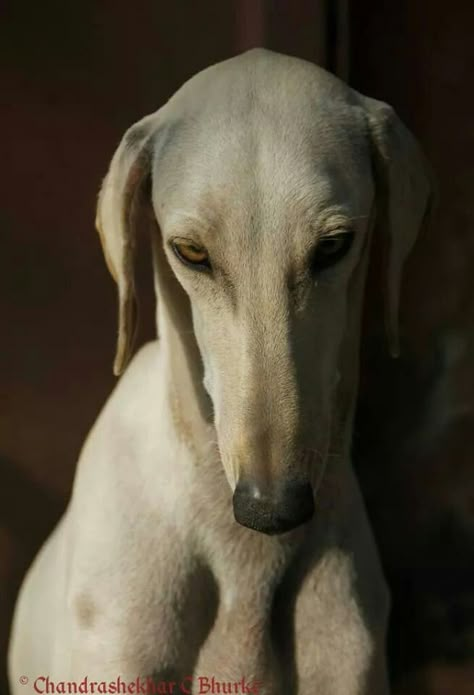 Caravan hound Mudhol Hound Dog, Mudhol Dog, Whippet Running, Dogs Running, Ibizan Hound, Sight Hounds, Every Dog Breed, Rare Dog Breeds, Canine Art