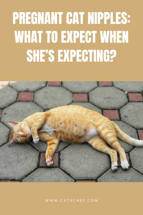 Pregnant cats are usually self-sufficient mothers known to birth kittens through all types of difficulty. But, there’s always a but when we’re talking about cat pregnancy. Before you freak out over the possibility of your cat being pregnant, you might want to learn more about pregnant cat nipples.


#catschef #cat #cats #kitten #kittens #catlover #catlovers #catlife #catoftheday #meow #pets #cute #love #animals #animallovers #kitty #kittycat #persiancat #mainecoon Cat Pregnancy, Cat Birth, 7 Weeks Pregnant, Cat Vet, Pregnant Cat, Cat House Diy, Being Pregnant, Mother Cat, Pets Cute