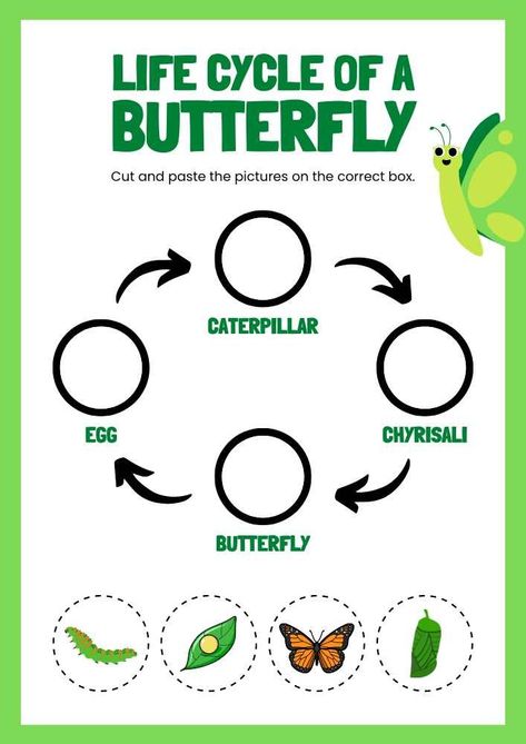 Plant Life Cycle Worksheet, Life Cycles Preschool, Butterfly Life Cycle Craft, Ochrana Prírody, Life Cycle Of A Butterfly, Cycle Of A Butterfly, Life Cycle Craft, My Busy Books, Animal Activities For Kids