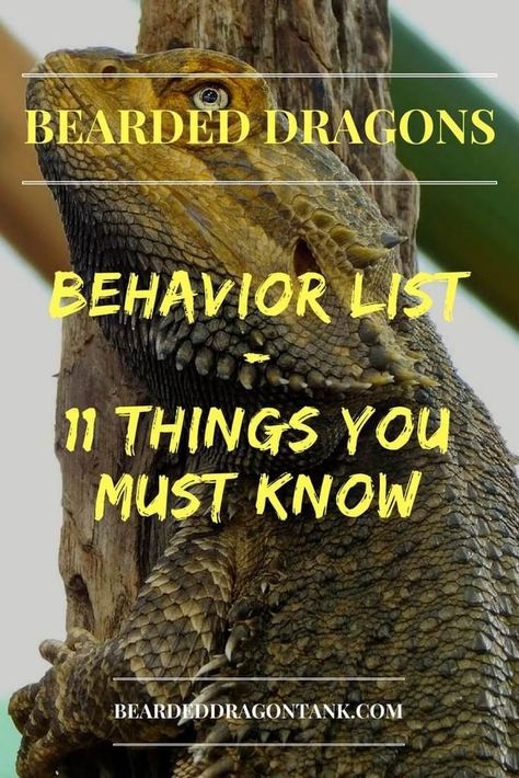 Bearded Dragon Behavior List - 11 Things You Should Know! Bearded Dragon Body Language, Dragon Facts, Bearded Dragon Cage, Bearded Dragon Food, Bearded Dragon Habitat, Bearded Dragon Tank, Bearded Dragon Diet, Baby Bearded Dragon, Bearded Dragon Care