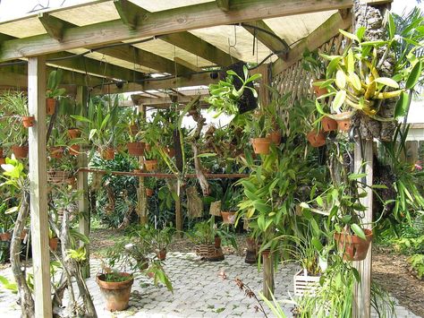 Orchid Nursery, Orchid House, Shade House, Backyard Garden Layout, Growing Orchids, Exotic Orchids, Dendrobium Orchids, Orchids Garden, Inside Plants