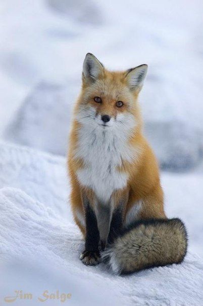 Fox, sitting pretty. Volpe Artica, Fox Sitting, Fuchs Baby, Regnul Animal, Pet Fox, Animale Rare, Haiwan Peliharaan, Wild Dogs, Cute Fox