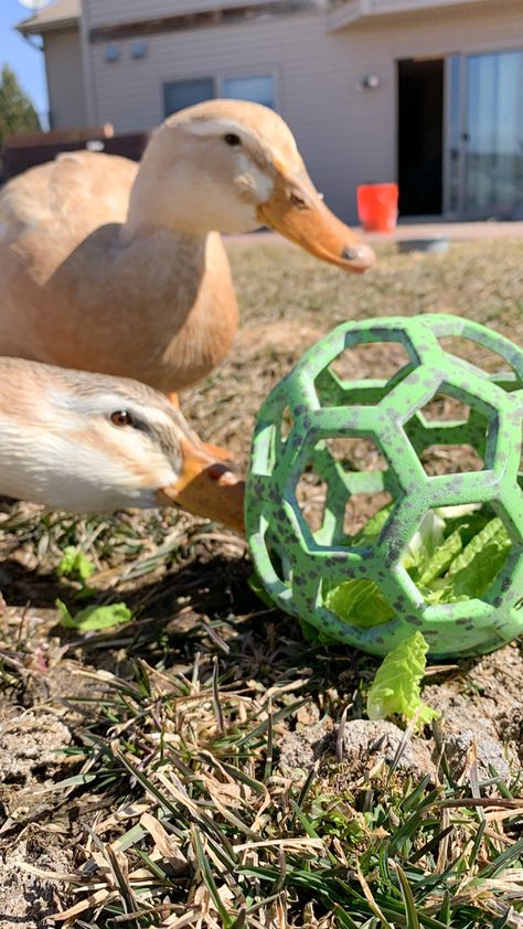 Ducks And Gardens, Toys For Ducks Diy, Duck Toys For Coop, Enrichment For Ducks, Snacks For Ducks, Duck Toys For Ducks, No Mess Duck Feeder, Duck Enrichment Ideas, Toys For Ducks