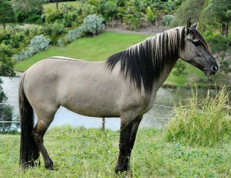 Spanish Mustang mare, Grey Feather. She's grulla with amazing primitive markings. Spanish Mustang, Brindle Horse, Kiger Mustang, Grulla Horse, Abigail Larson, Highland Pony, Horse Reference, Horse Facts, Horse Pics