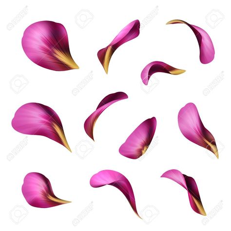 Flower Petals Illustration, Flower Pedals Drawings, Flower Petals Drawing, Sunflower Centerpieces Diy, Petals Drawing, Purple Flower Petals, Purple Illustration, Sunflower Centerpieces, Flower Pedals