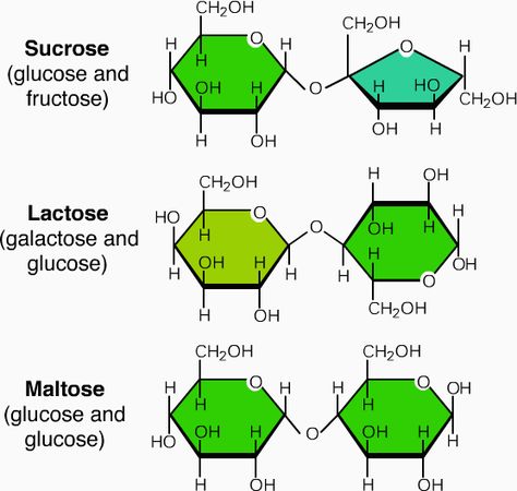 Disaccharides - Two mono units joined by glycosidic bonds. Sucrose (table sugar): 1Fructose+ 1Glucose. Lactose (milk sugar): 1Glucose + 1Galactose. Malstose (malt sugar): 2 Glucose.  All must be broken into monos before they can be synthesized. Carbohydrates Structure, Biochemistry Notes, Organic Chemistry Study, Mcat Prep, Chemistry Basics, Chemistry Education, Chemistry Classroom, Medical Posters, Teaching Chemistry