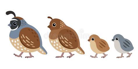 California Quail Drawing, Cute Quail Drawing, Quail Drawing Simple, Quail Illustration, Quail Drawing, Quail Painting, Cartoon Feather, Chicks Cute, Quail Art