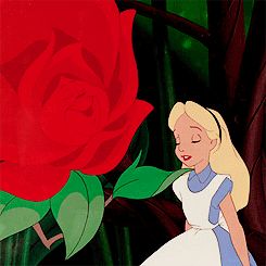 tumblr_mywfdc7OTE1soax2qo1_250.gif (245×245) Alice In Wonderland 1951, Alice Liddell, Alice Madness, Wonderland Quotes, Disney Gif, Old Disney, Cartoon Gifs, Disney Alice, Adventures In Wonderland