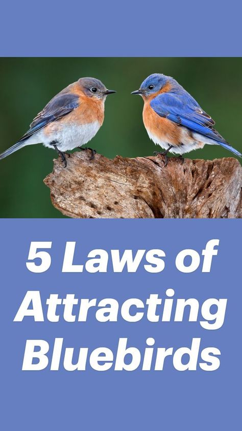 Bird Areas In Backyard, Bird Feeder Garden Ideas, How To Attract Bluebirds To Your Yard, Blue Bird Houses Diy, Bird Sanctuary Ideas Backyards Gardens, Bird Feeder Landscaping Ideas, Bluebird Symbolism, Bird Area In Backyard, Birds Breeds