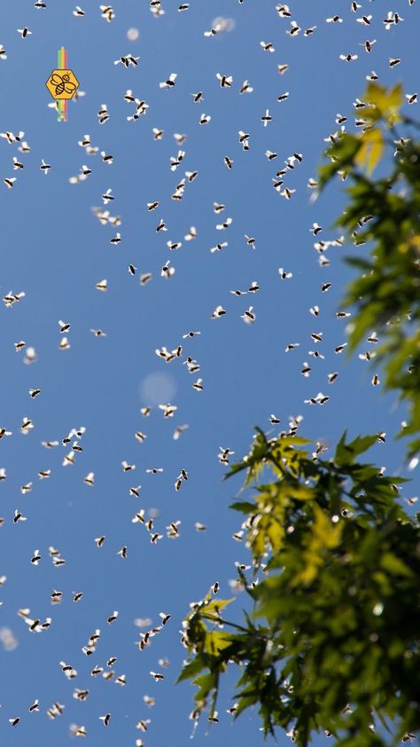 Bees Swarm, Honey Bee Swarm, Swarm Of Bees, Thunderstorm Clouds, Bee Swarm, Honey Sticks, Growing Roses, Science Facts, Bee Keeping