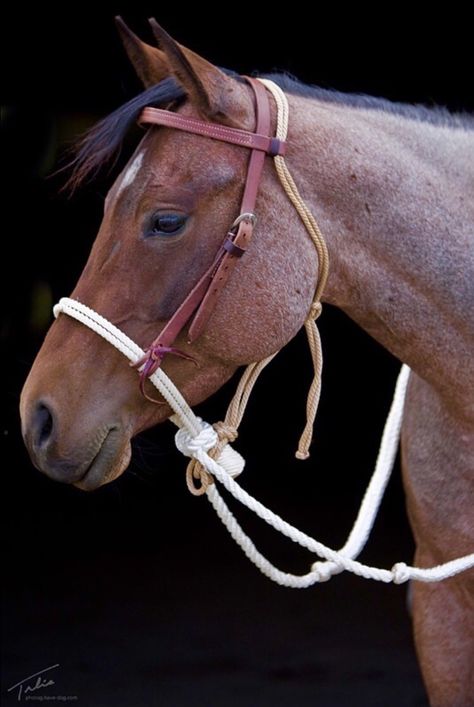 Bosal rope hackamore Hackamore Bridle, Rope Bridle, Aqha Horses, Horse Dance, Bitless Bridle, Western Horse Tack, Types Of Horses, Western Riding, Horse Tips