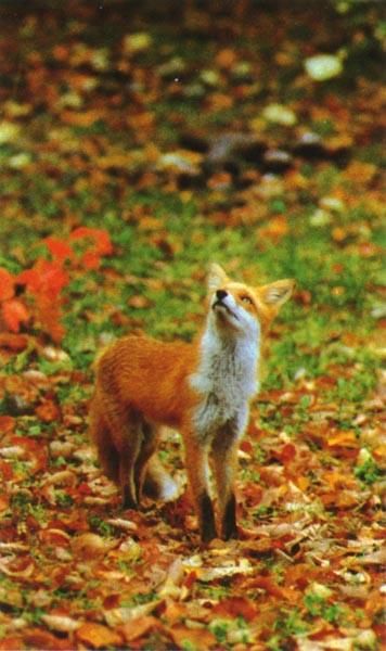 Red Fox looking up in the Autumn Cheetah Pictures, Fox Autumn, Autumn Aura, Autumn Animals, Elephant Pictures, Wildlife Pictures, Eagle Pictures, Autumn Fairy, Forest Creatures