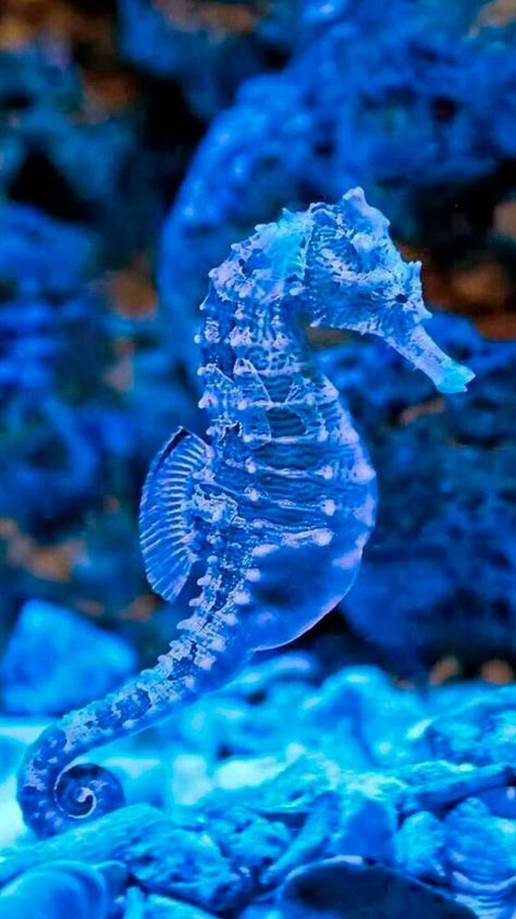 Aesthetic Seahorse, Seahorse Aesthetic, Seahorse Photography, Drawing Seahorse, Mammals Animals, Seahorse Drawing, Tattoo Fish, Colorful Seahorse, Seahorse Tattoo