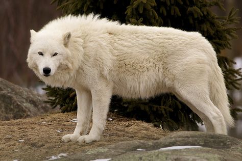 WINDblown ruff, that is. Wild Wolves, Wolf Poses, Arctic Wolf, Wolf Wallpaper, Wolf Love, Wild Wolf, Wolf Pictures, Beautiful Wolves, White Wolf