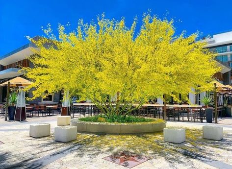 Desert Museum Palo Verde, Dessert Museum, Arizona Backyard, Desert Trees, Cactus House Plants, Peruvian Lilies, Front Garden Design, Yellow Blossom, The Palms